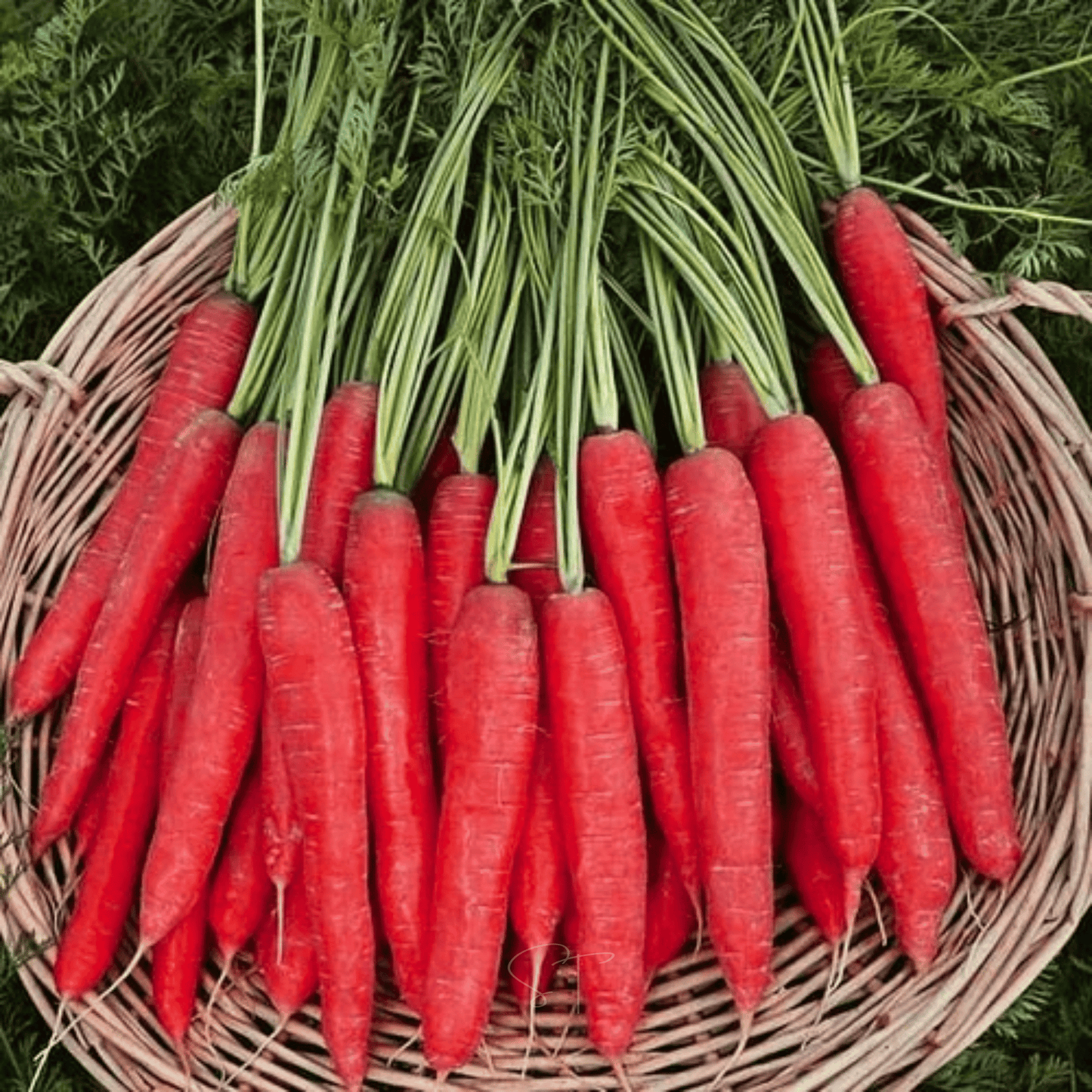Bunch of red carrots with green tops in a woven basket on a natural background