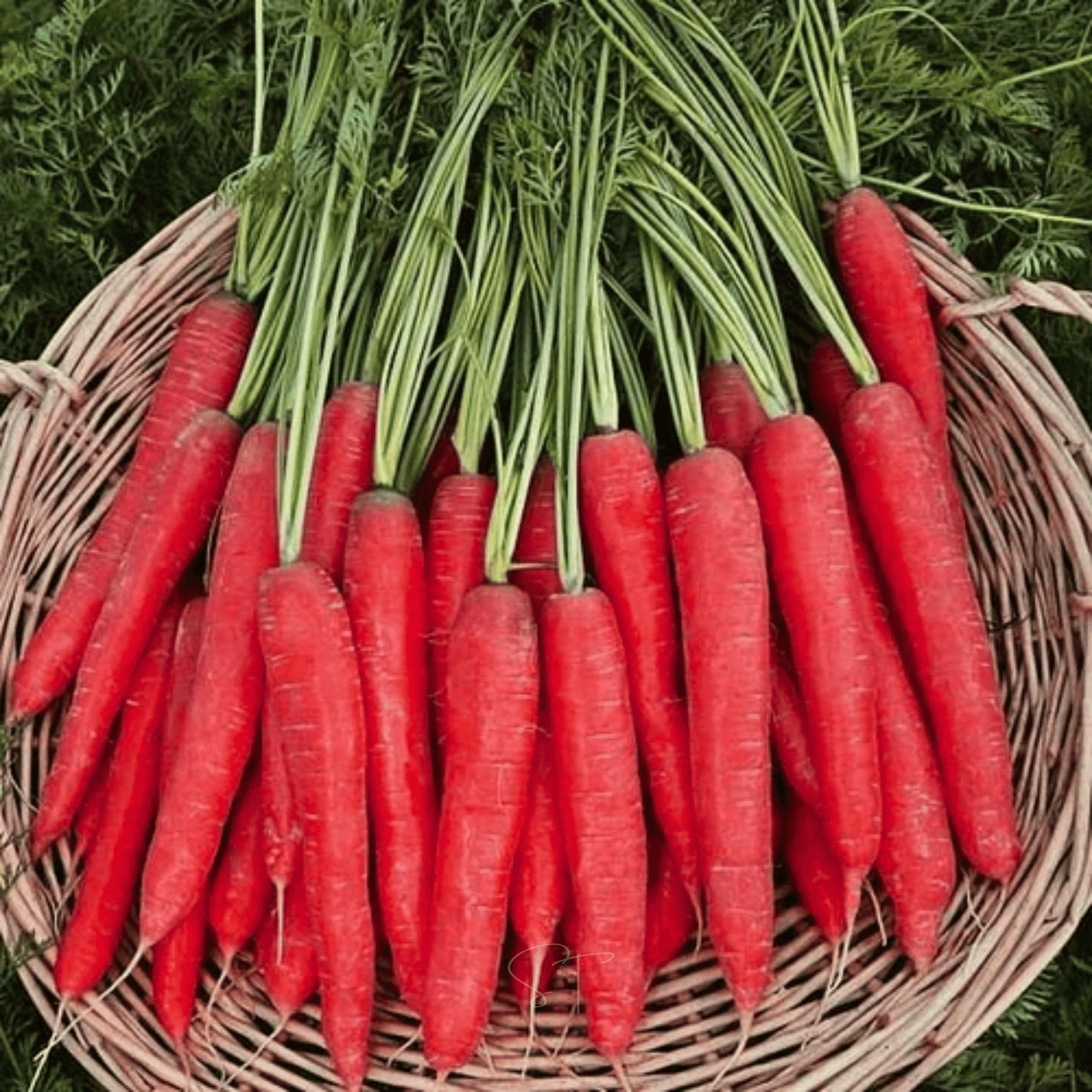 Bunch of red carrots with green tops in a woven basket on a natural background