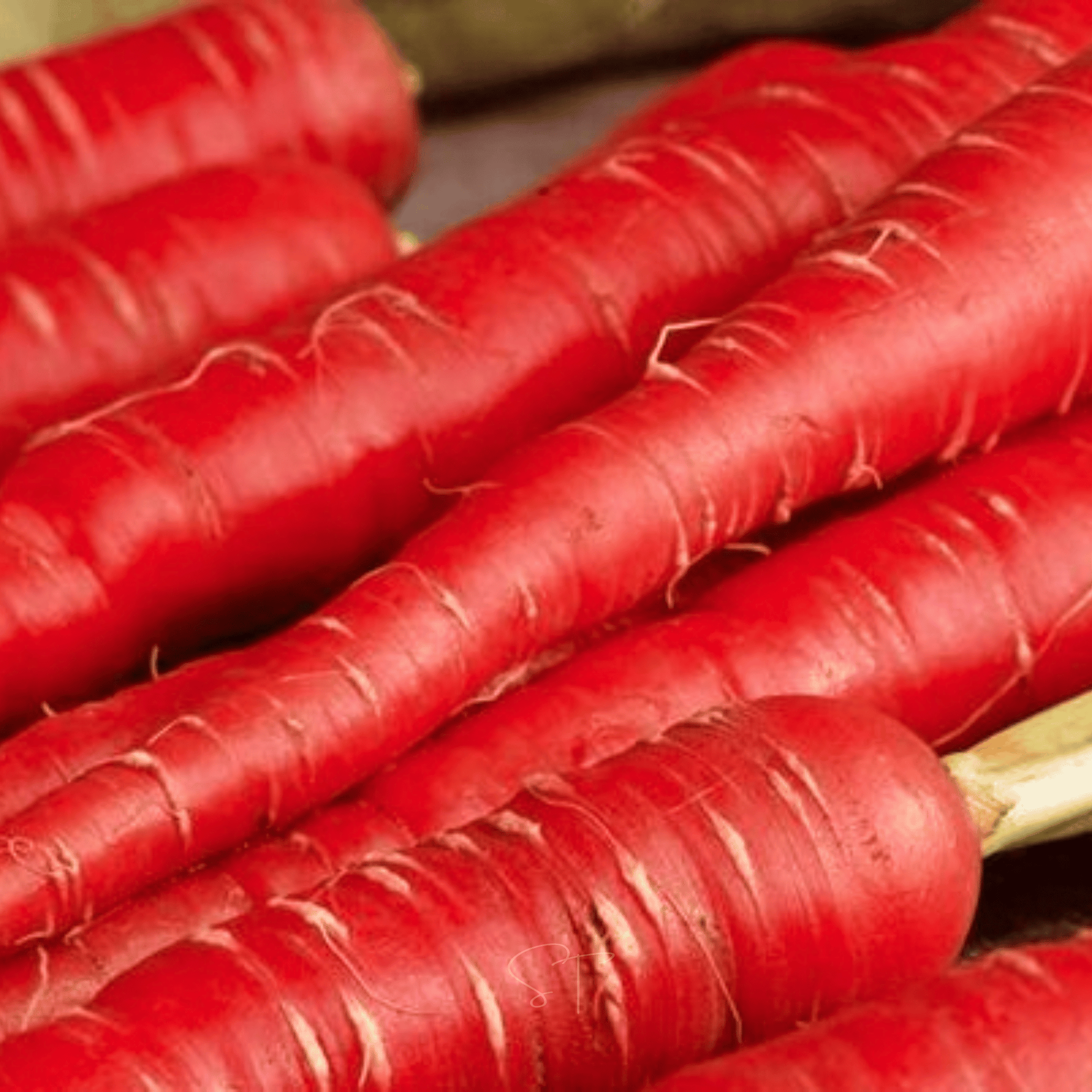 Close-up of red carrots on a wooden surface