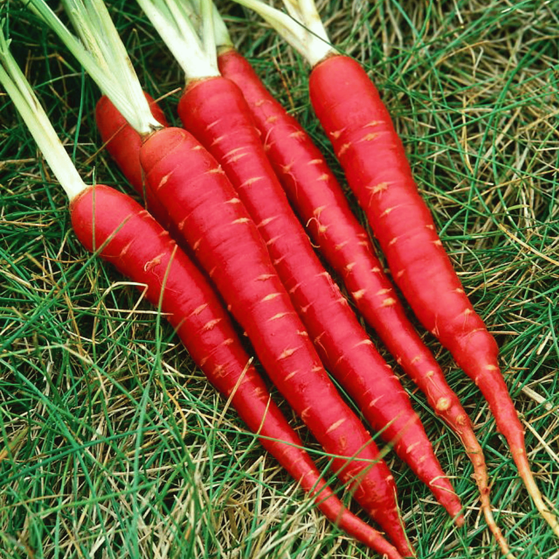 Bunch of red carrots on a grassy background