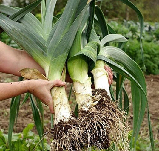 Person holding a large leek in a garden setting
