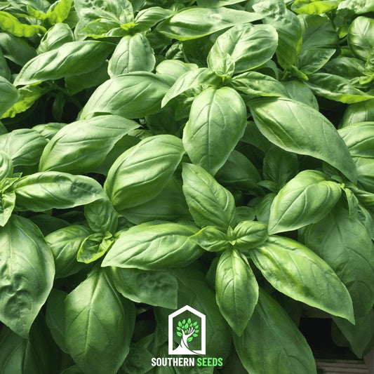 Italian Large Leaf Basil – 250 Seeds