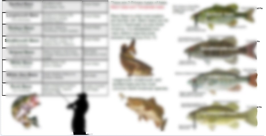 Common Fresh Water Bass and Sunfish of North America