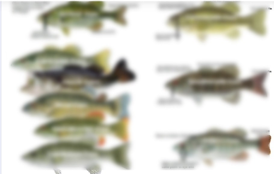 Common Fresh Water Bass and Sunfish of North America