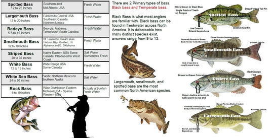 Common Freshwater Bass of North America