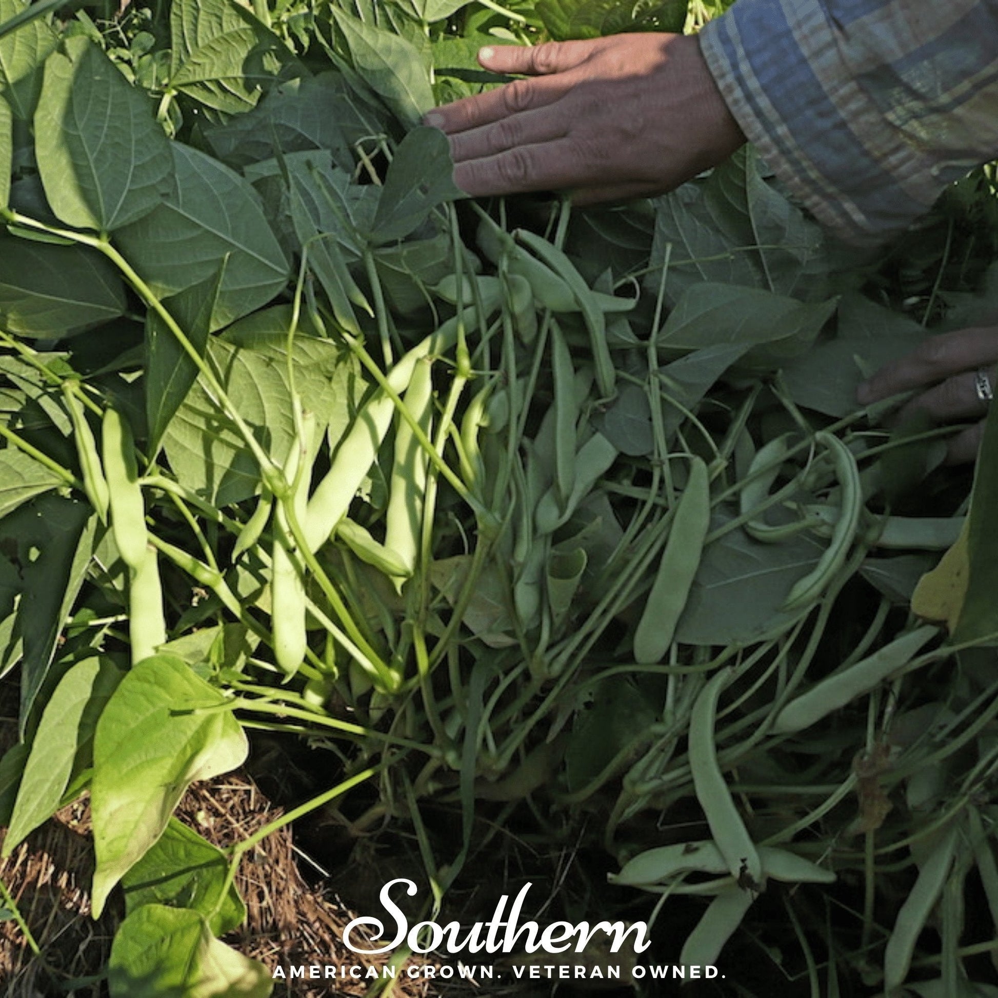 Hand touching green beans among leaves with 'Southern' brand logo.