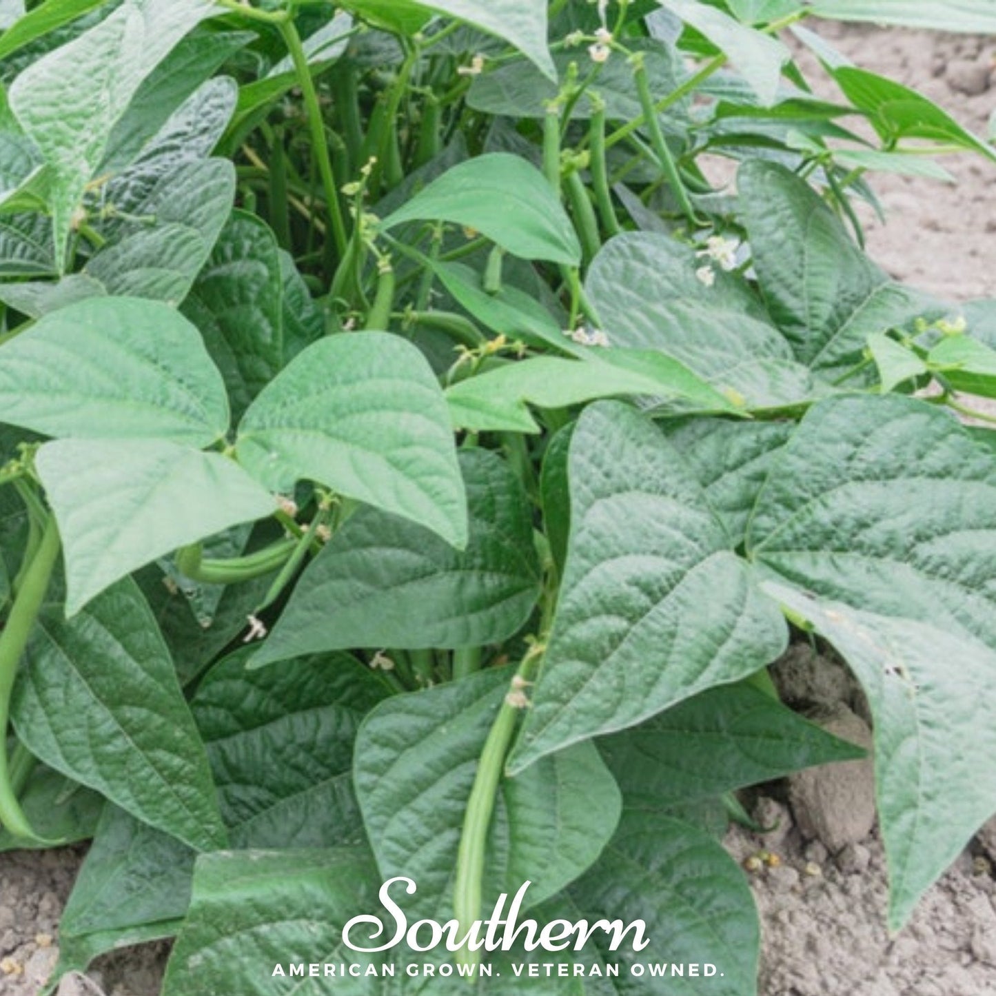 Close-up of green bean plants with 'Southern' brand logo.