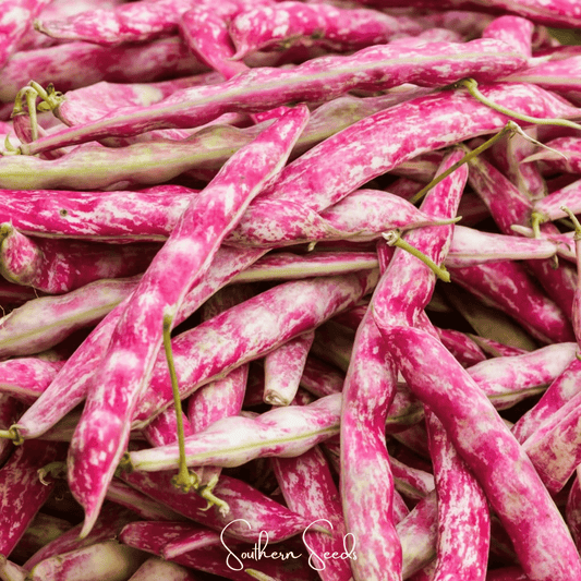 Bean, French Horticulture (Bush) – 30 Seeds