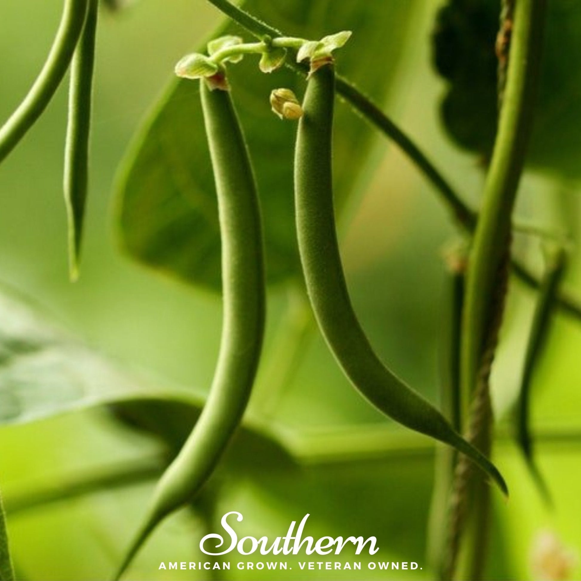 Green beans hanging from a plant with a blurred green background, featuring the brand 'Southern'.