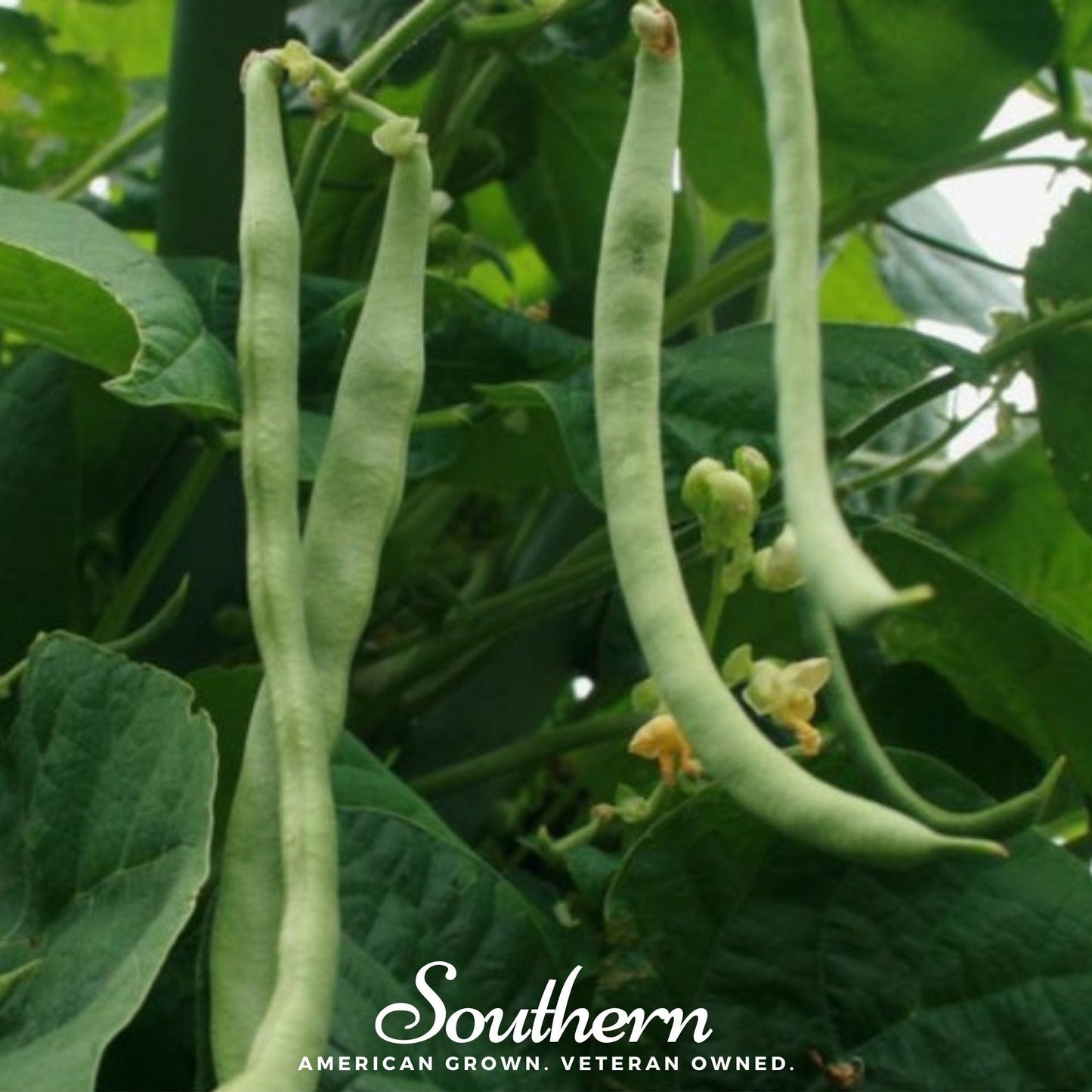 Kentucky Wonder Bean (Pole) – 50 Seeds