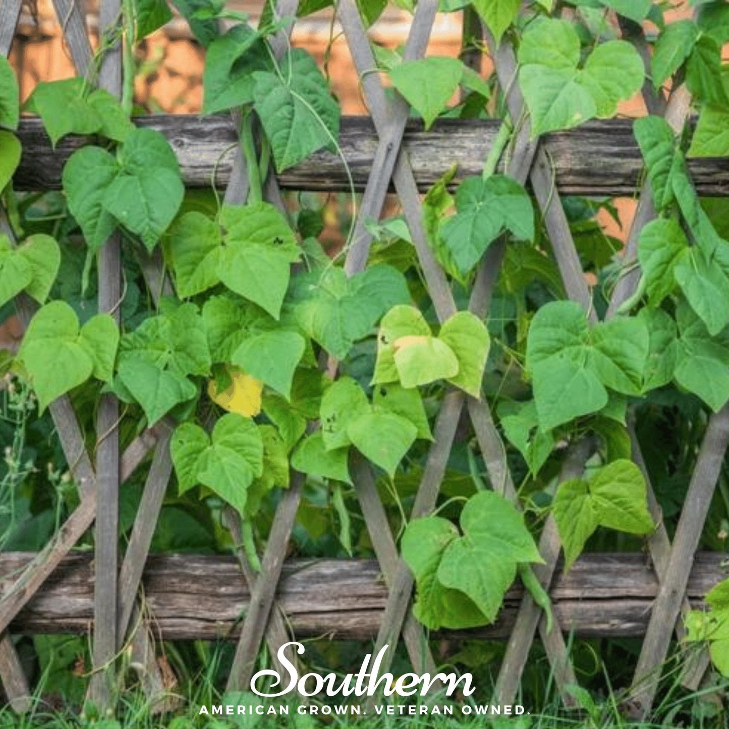 Green leaves on a wooden trellis with 'Southern American Crown' branding.