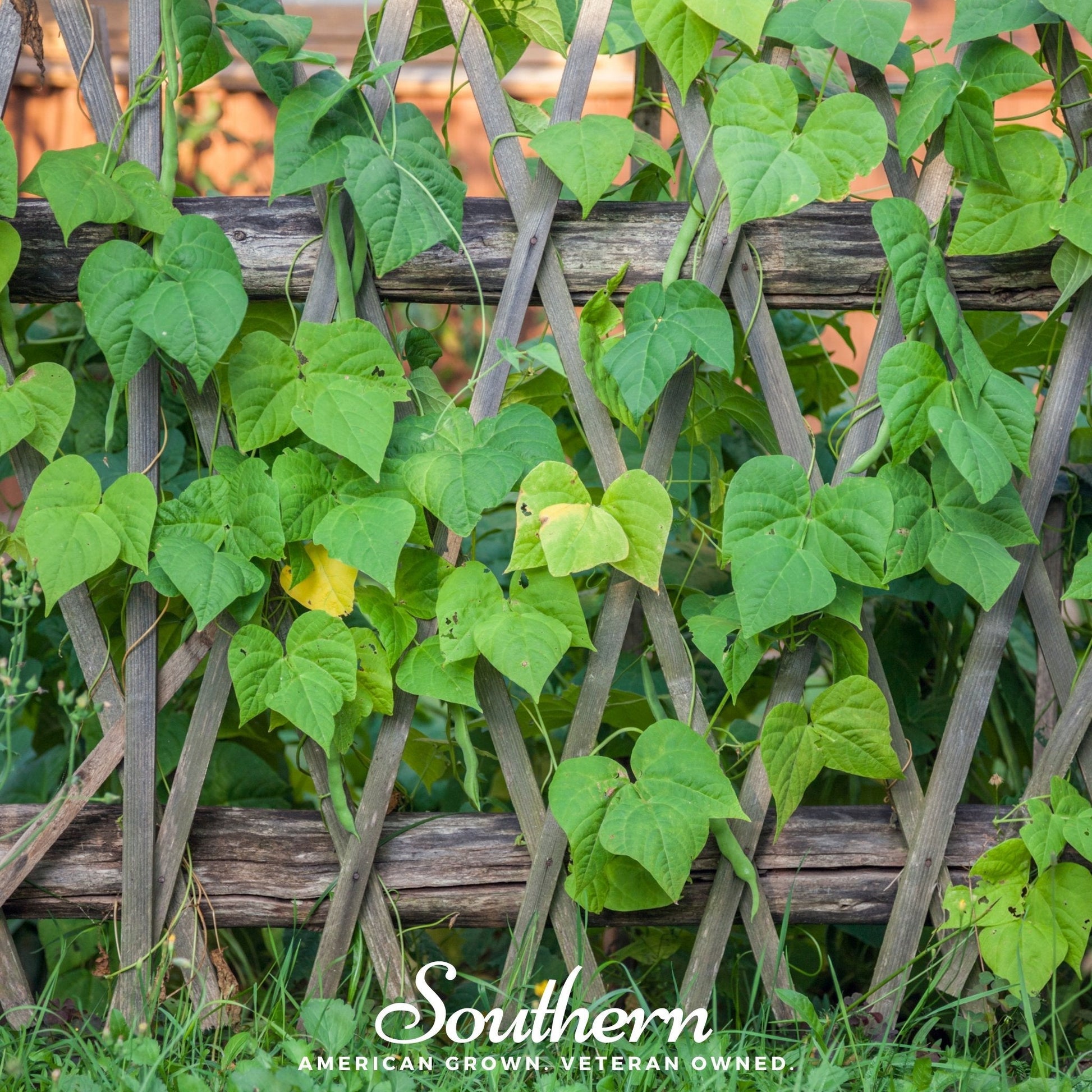 Green leaves climbing a wooden trellis with 'Southern' brand logo at the bottom.