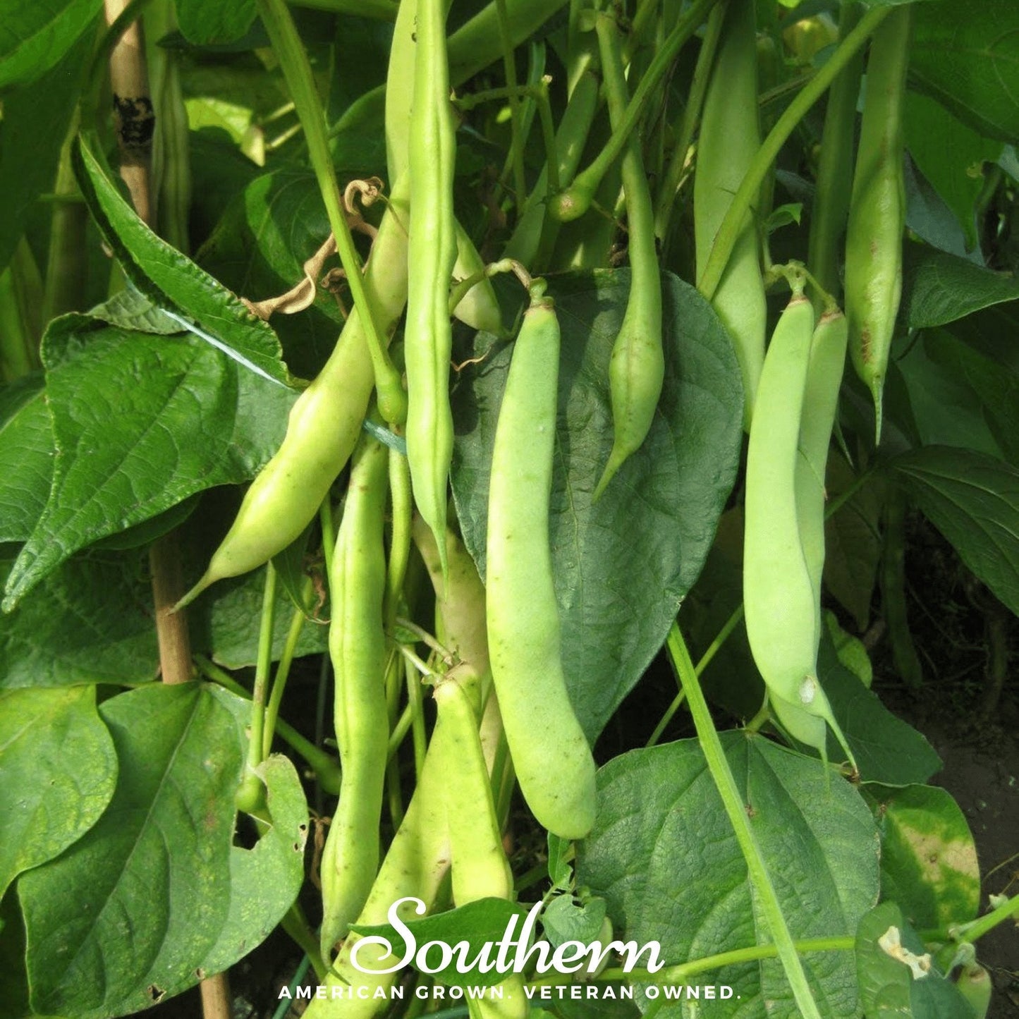 Green beans hanging from a plant with 'Southern' branding.