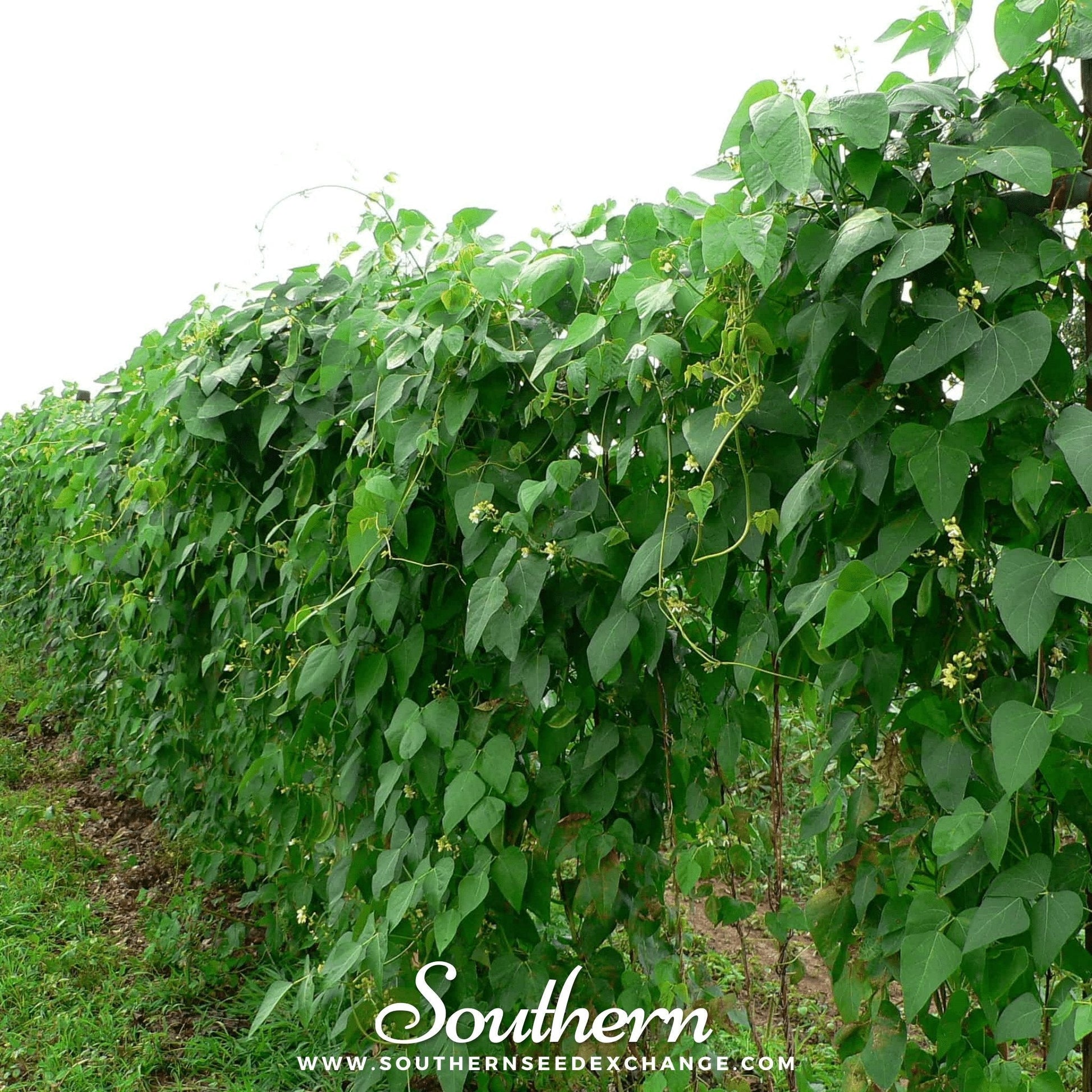 Row of green leafy plants with 'Southern' branding at the bottom.