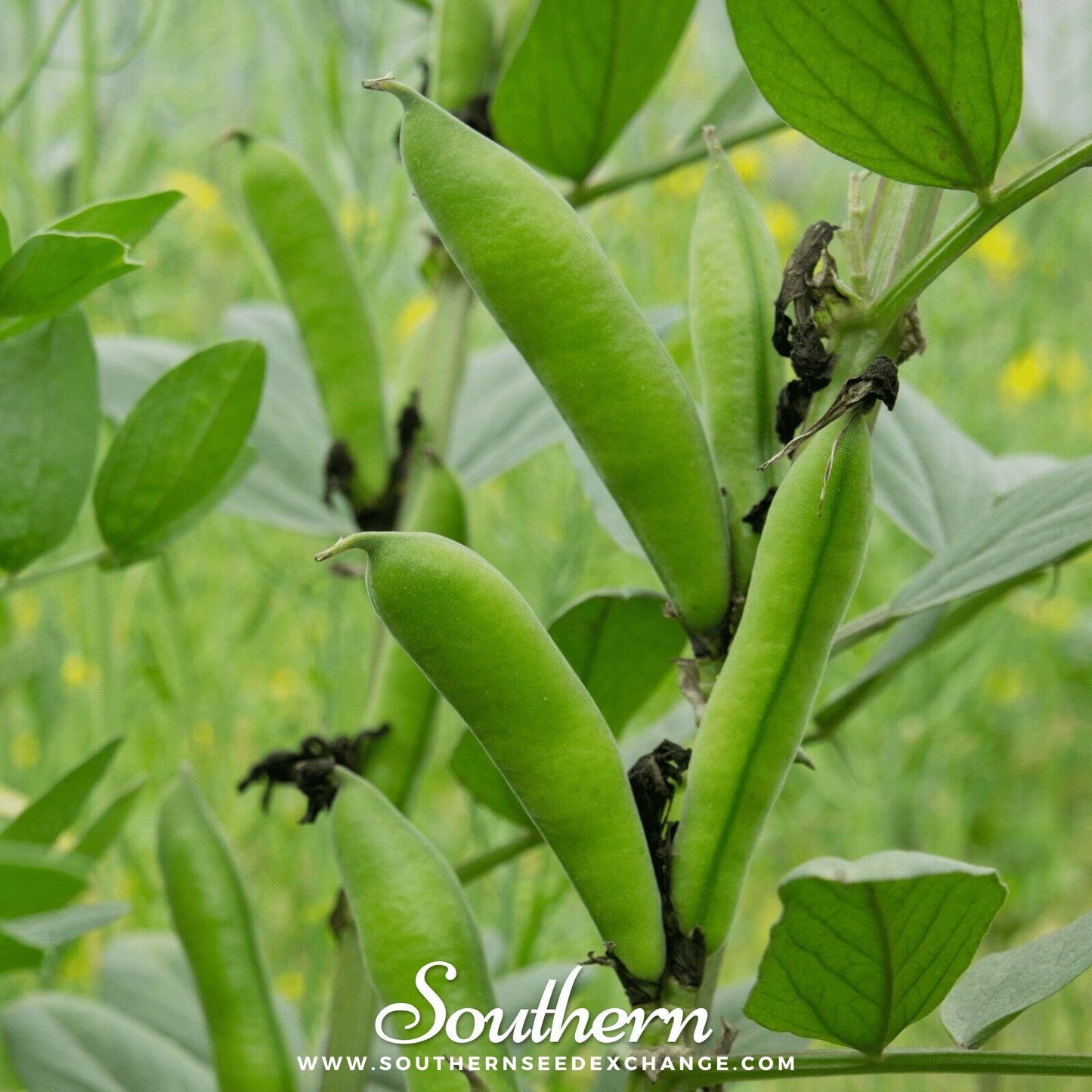 Green lima bean pods on a plant with a blurred background
