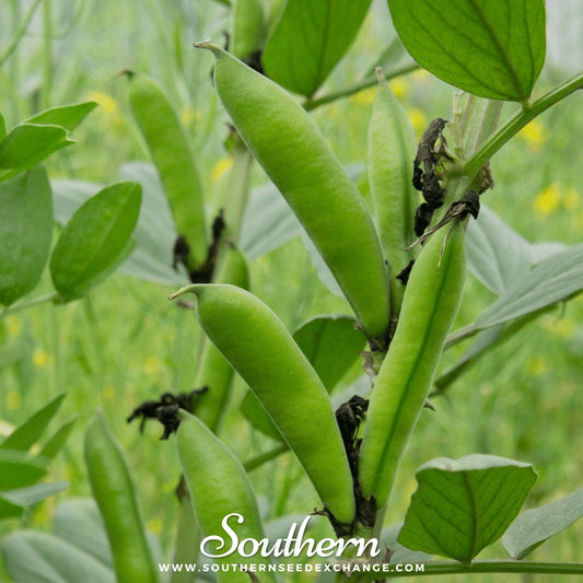 Green lima bean pods on a plant with a blurred background