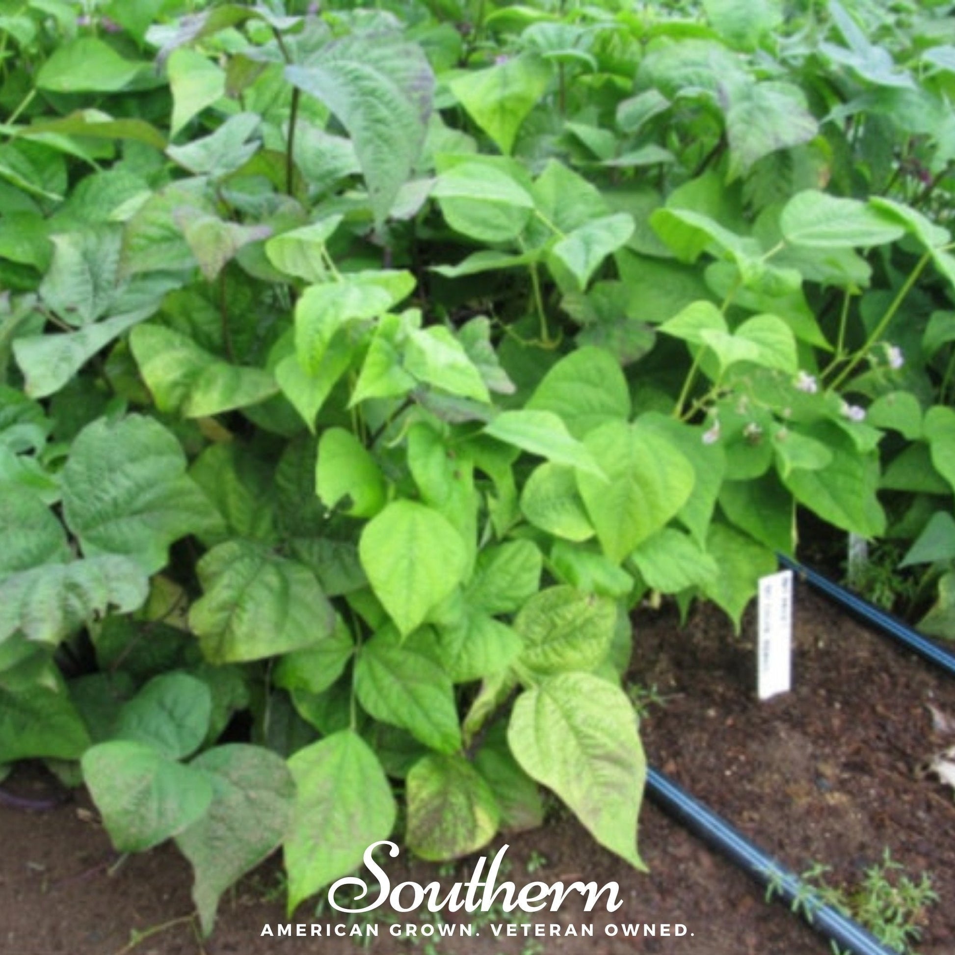 Green leafy plants in a garden with 'Southern' branding.