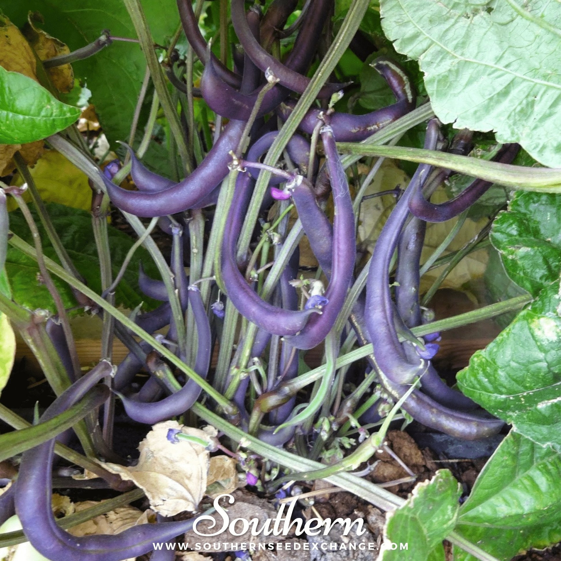 Purple bean tendrils on a green plant with 'Southern' branding.