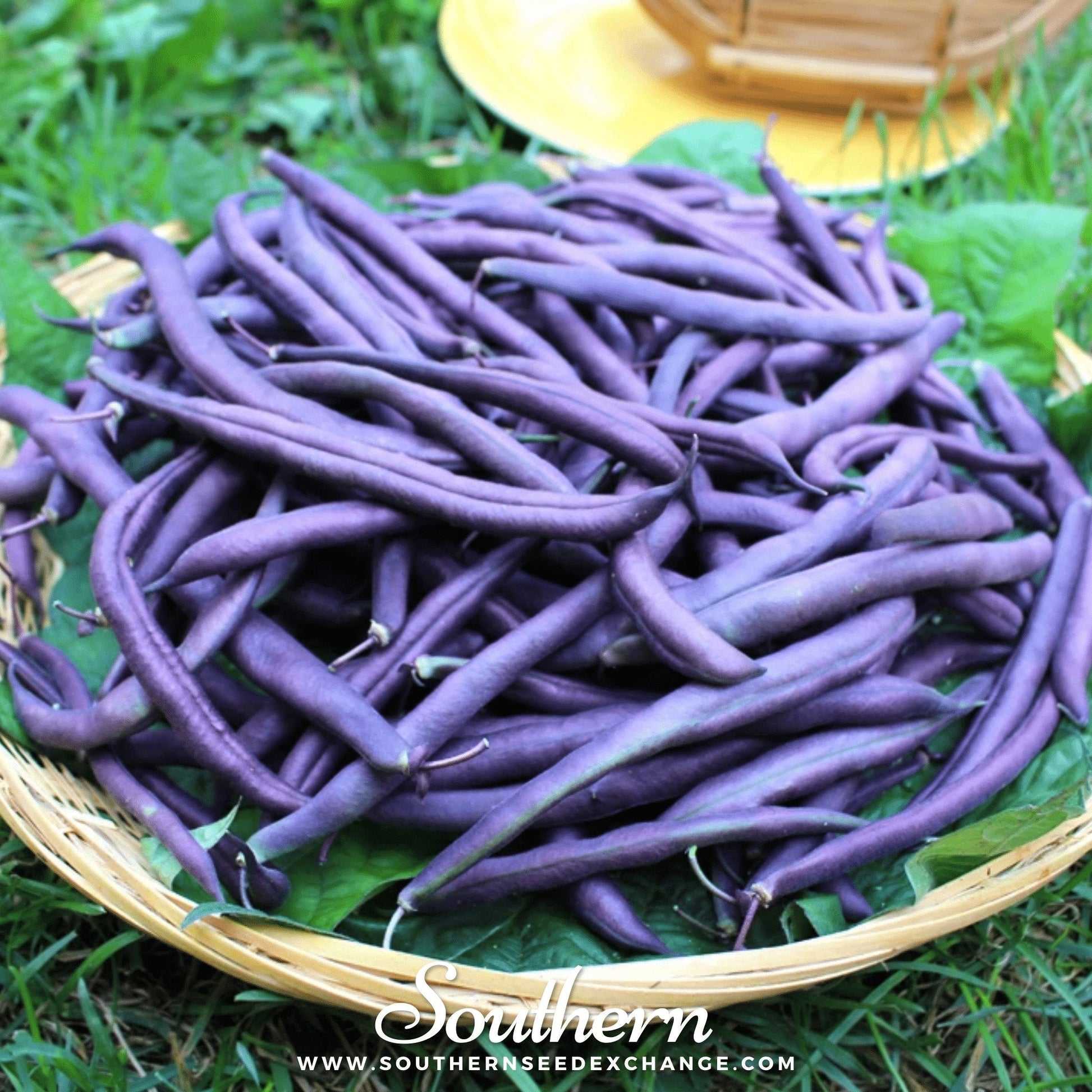 Basket of purple beans on a green leafy background with 'Southern' branding.