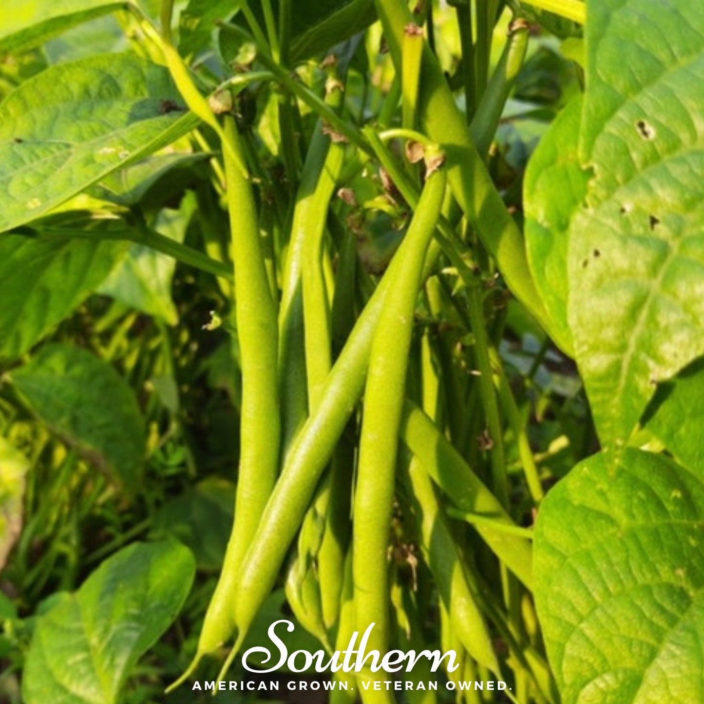 Green beans growing on a plant with 'Southern' branding.
