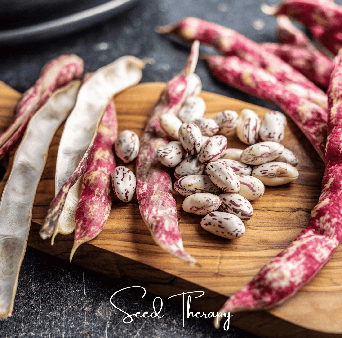 Vermont Cranberry Bean (Bush) – 20 Seeds