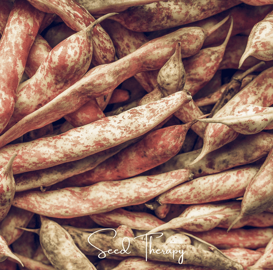 Vermont Cranberry Bean (Bush) – 20 Seeds