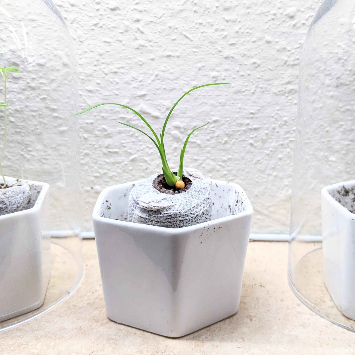 Beaucarnea Recurvata 'Ponytail Palm' Seeds