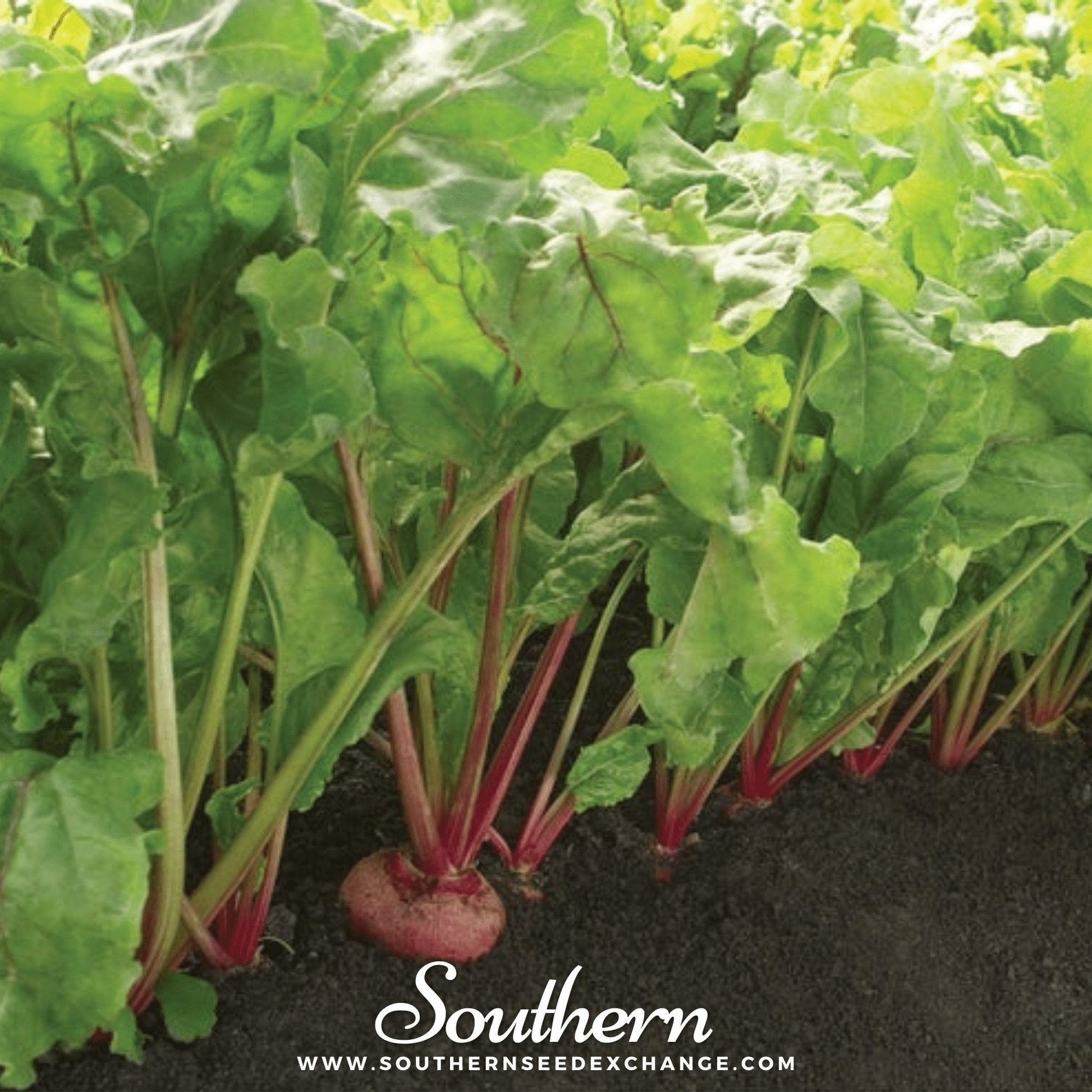 Row of green leafy beets with red stems growing in soil, branded 'Southern Seed Exchange'.