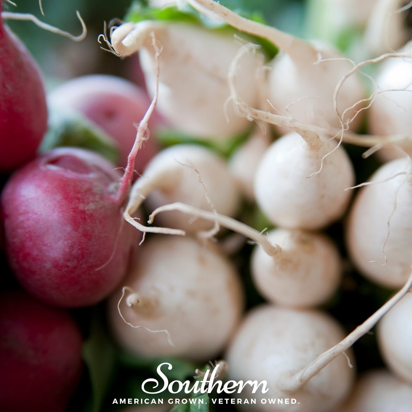 Close-up of beets with a focus on their roots and stems, featuring the 'Southern' brand.