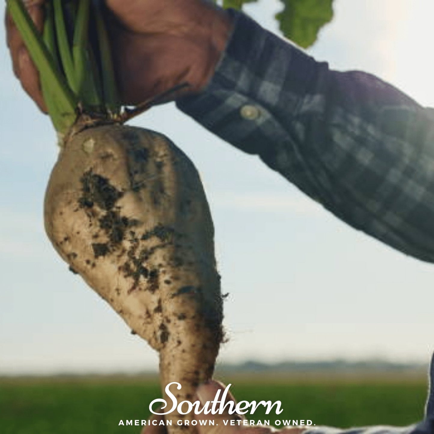 Hand holding a sugar beet with a blurred background and 'Southern' branding.