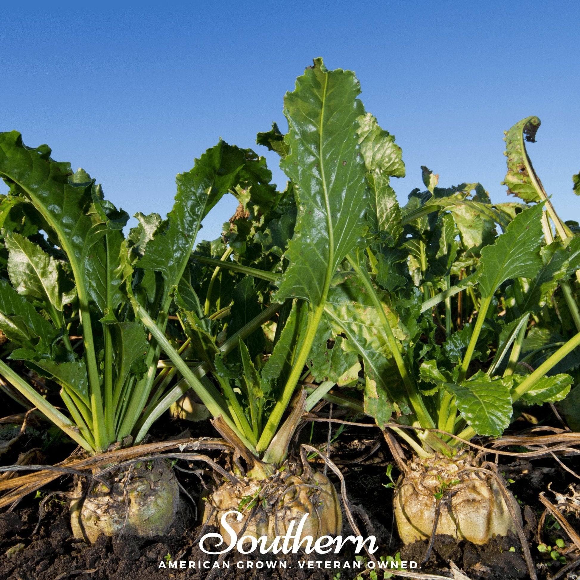 Sugar Beet plants growing in a field with clear blue sky
