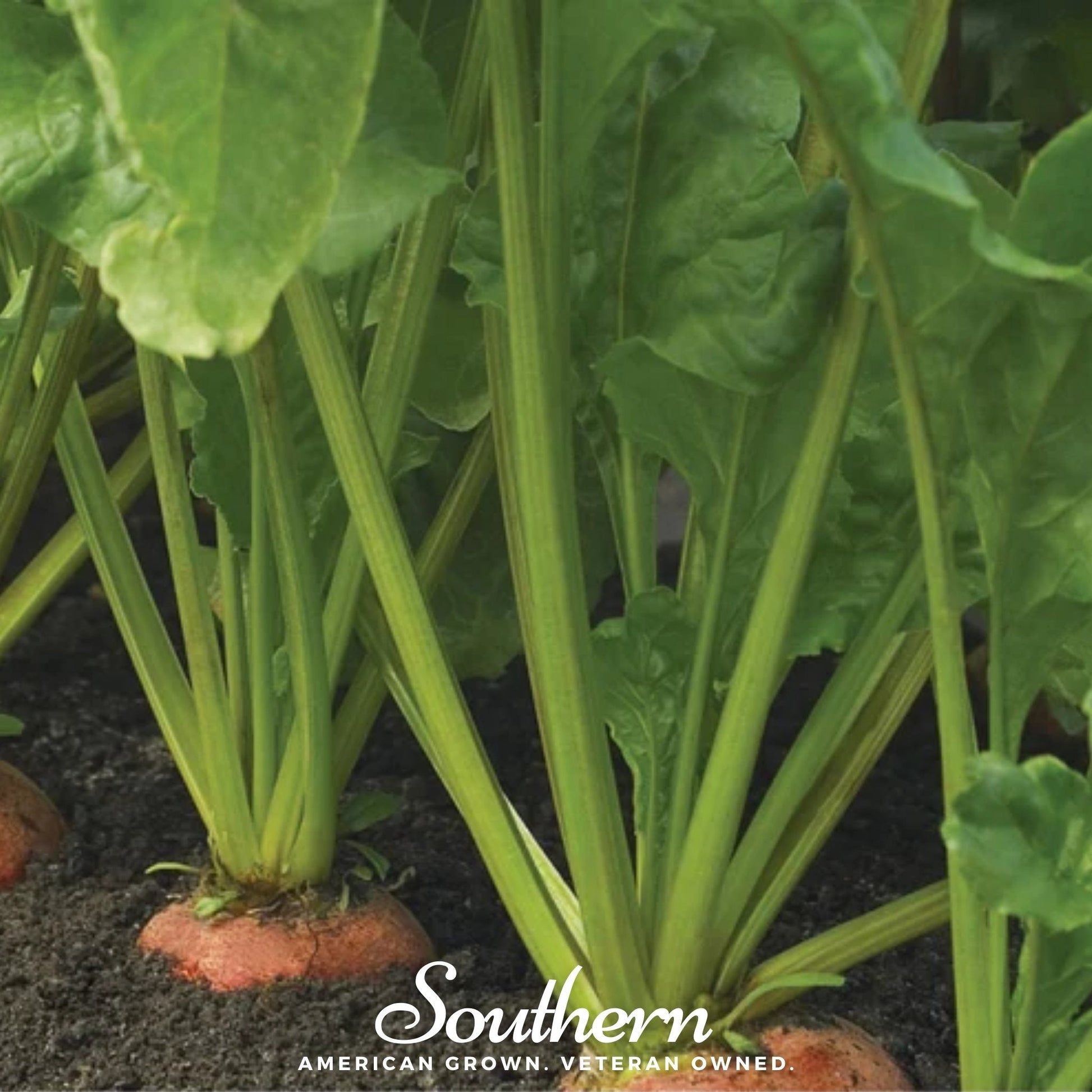 Close-up of green leafy beet plants with 'Southern' branding.