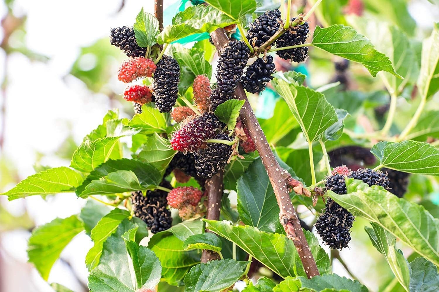Mulberry fruits on a tree with green leaves