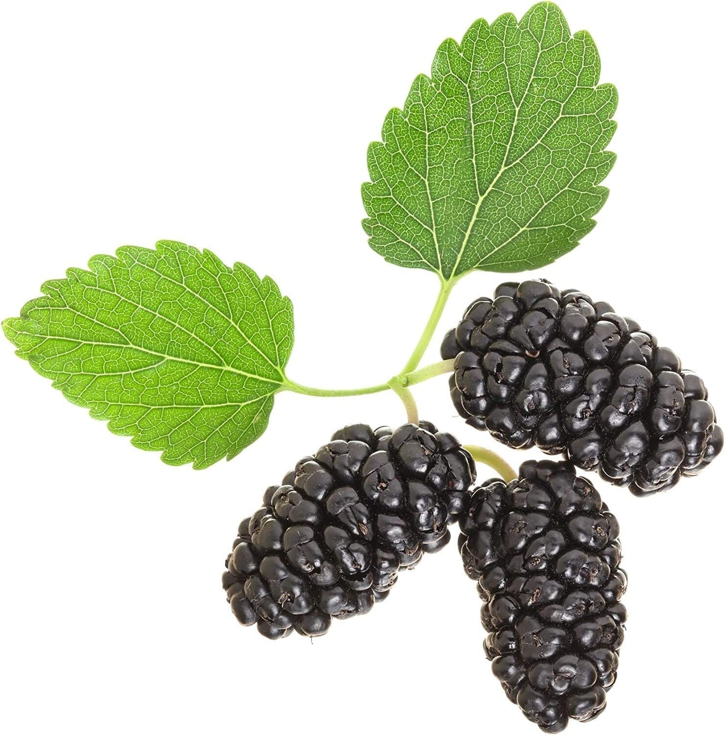 Black mulberries with green leaves on a white background