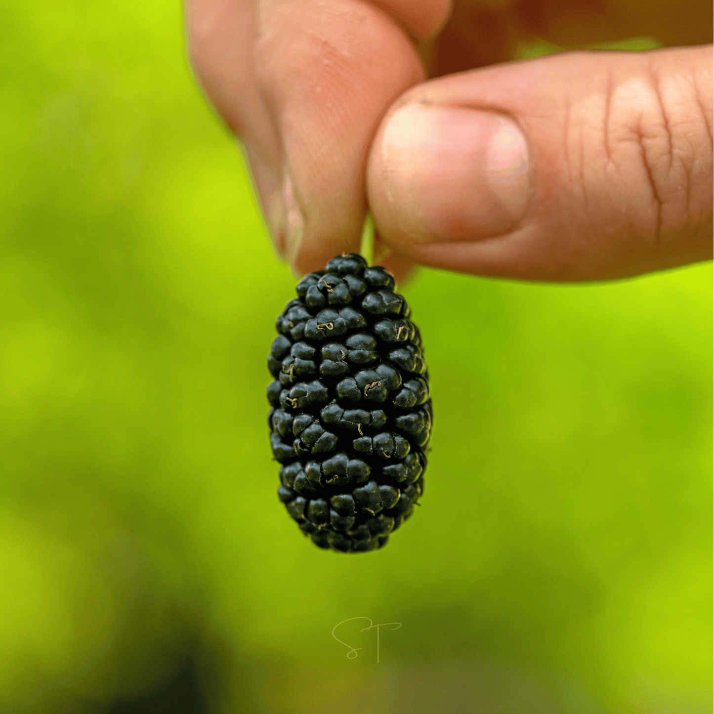 Black Mulberry – 50 Seeds