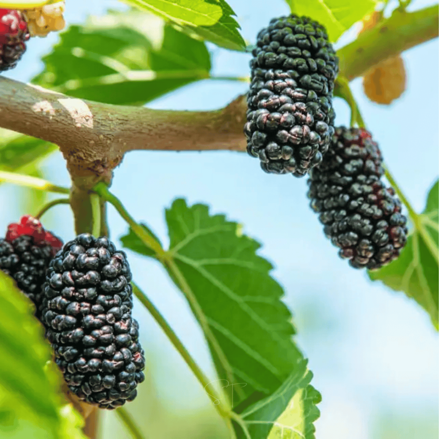 Black Mulberry – 50 Seeds
