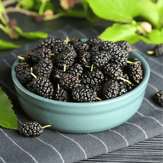 Black Mulberry – 50 Seeds