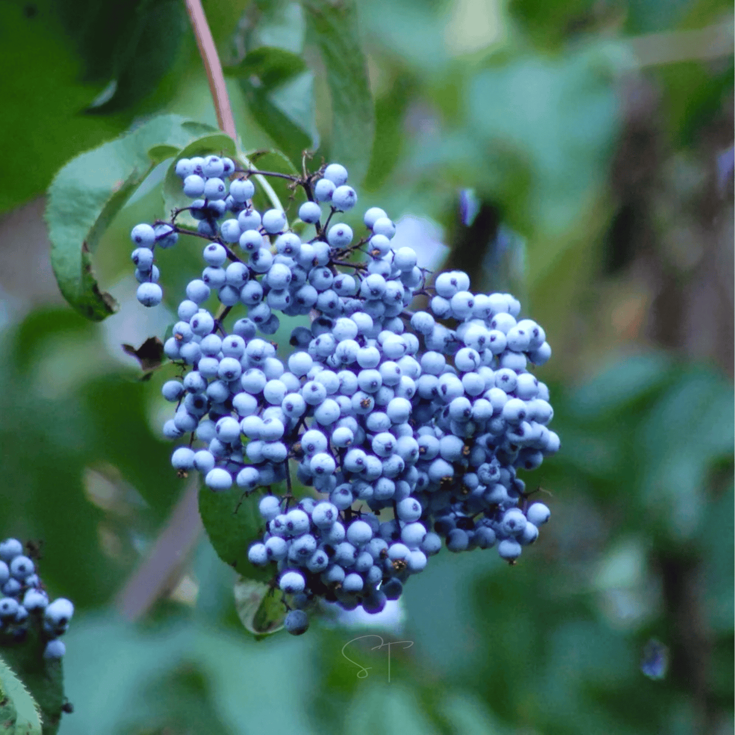 Cluster of blue elderberries on a green leafy background