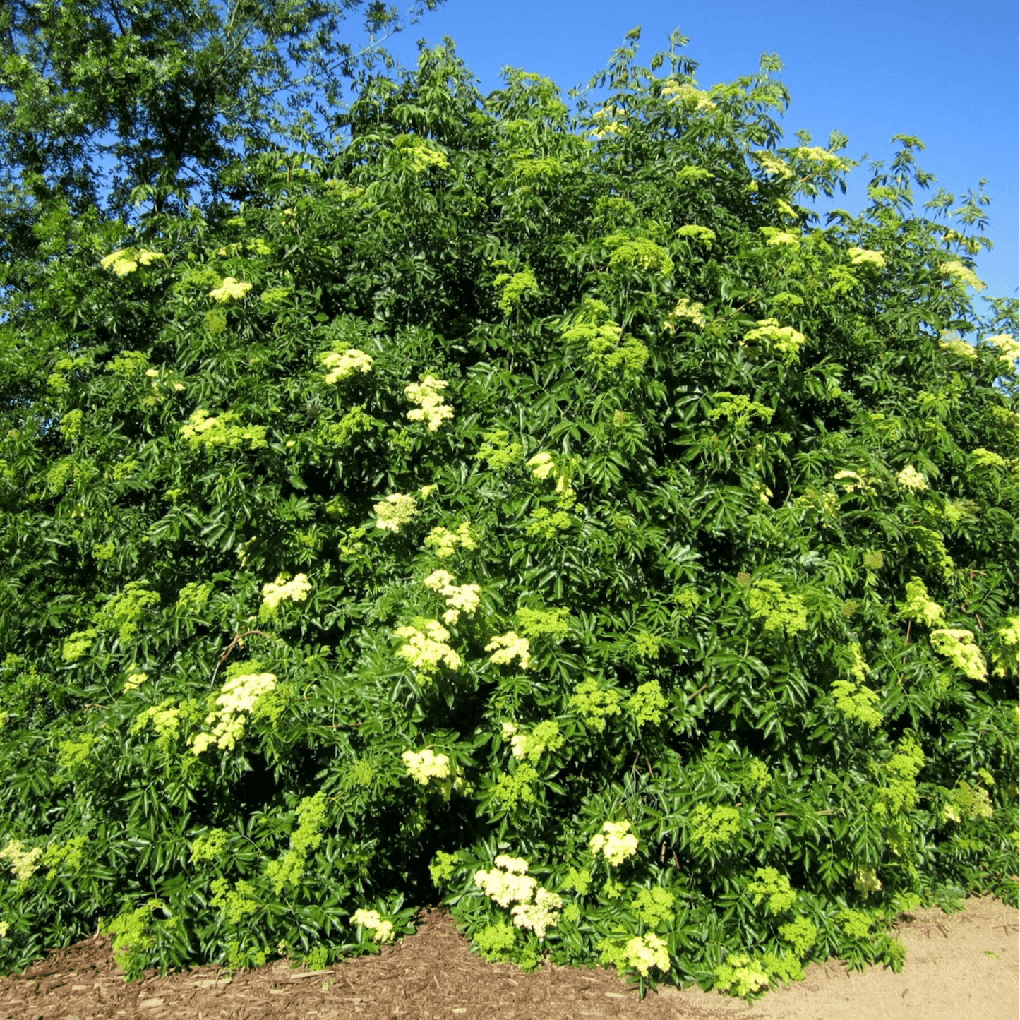 elderberry tree with green leaves and yellow flowers against a blue sky.