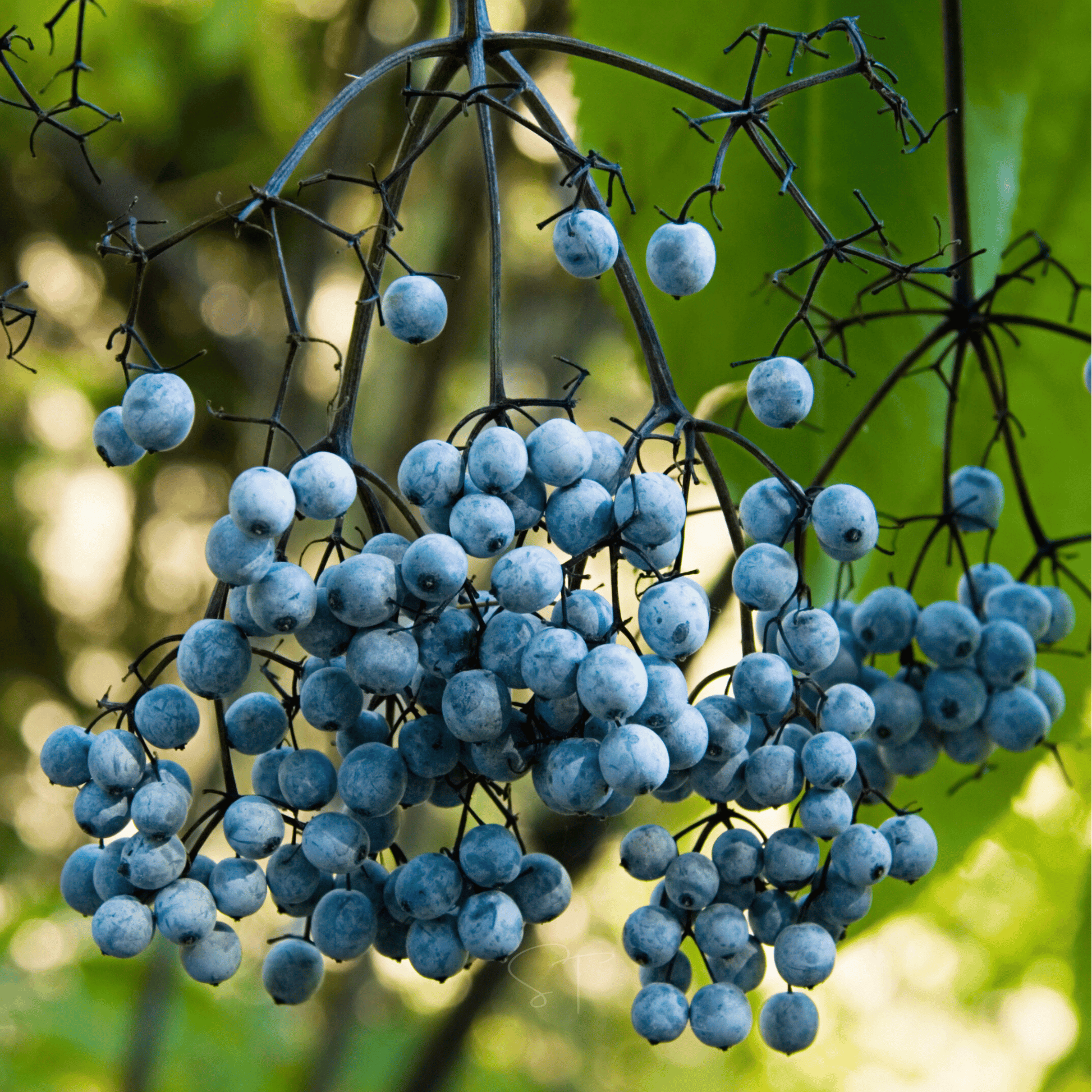 Cluster of blue elderberries on a branch with a blurred green background