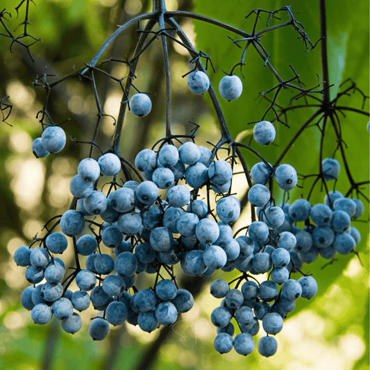 Cluster of blue elderberries on a branch with a blurred green background