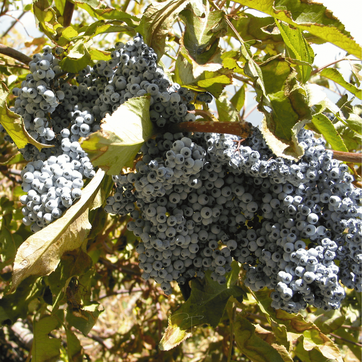 Bunch of blue elderberries on a tree with green leaves