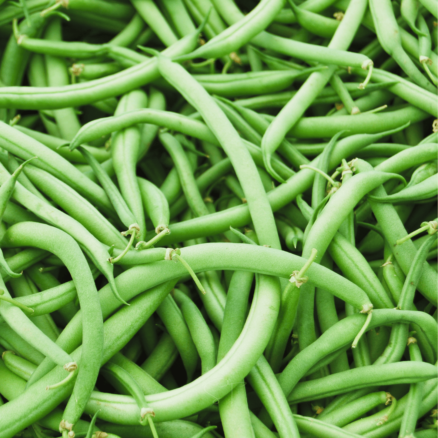 Close-up of green beans