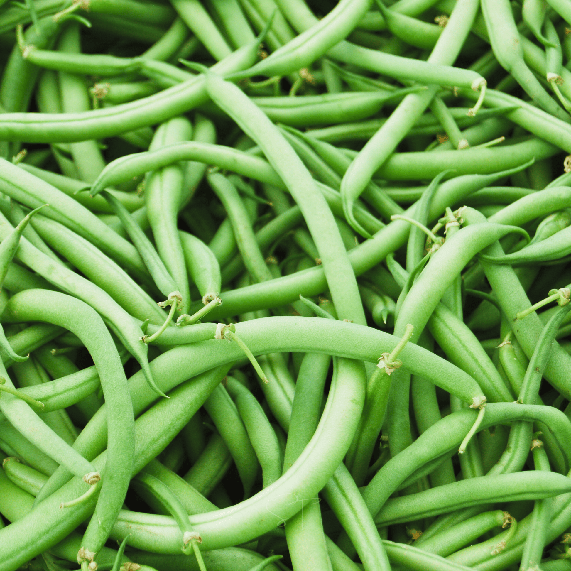 Close-up of green beans