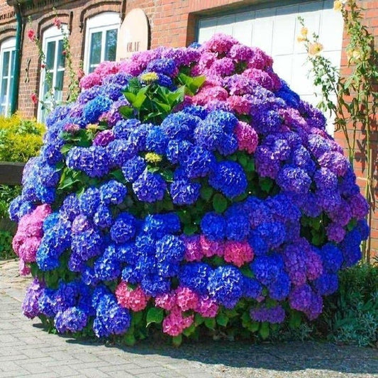 Bouquet of blue and pink hydrangea flowers in a garden setting with a building in the background.