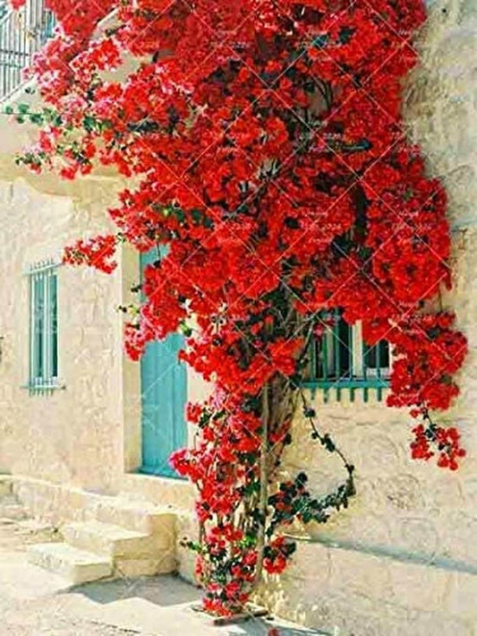 Red flowers cascading over a stone wall with a building in the background