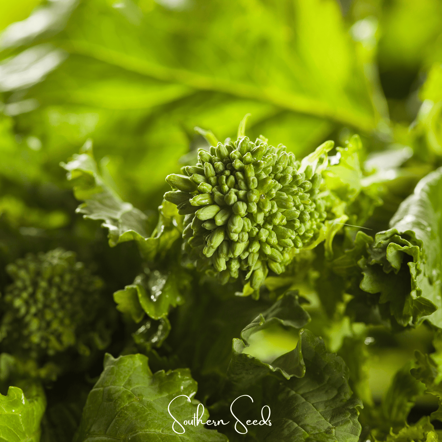 Rapini Raab Broccoli – 100 Seeds