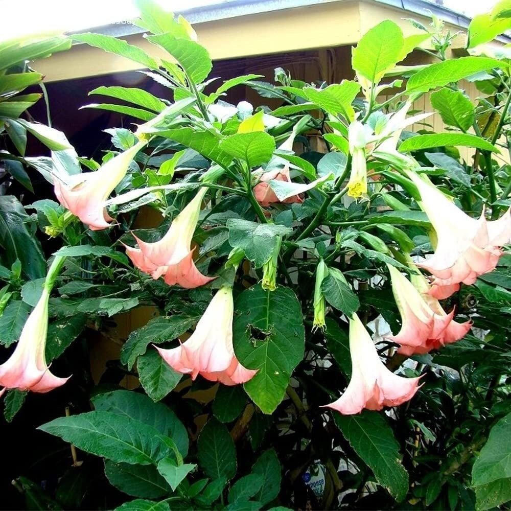 Pink trumpet-shaped flowers with green leaves in a garden setting.