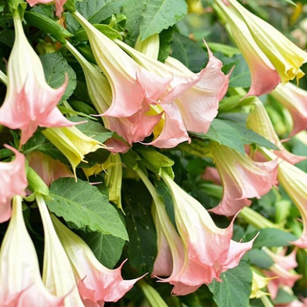Close-up of pink angel trumpet flowers with green leaves