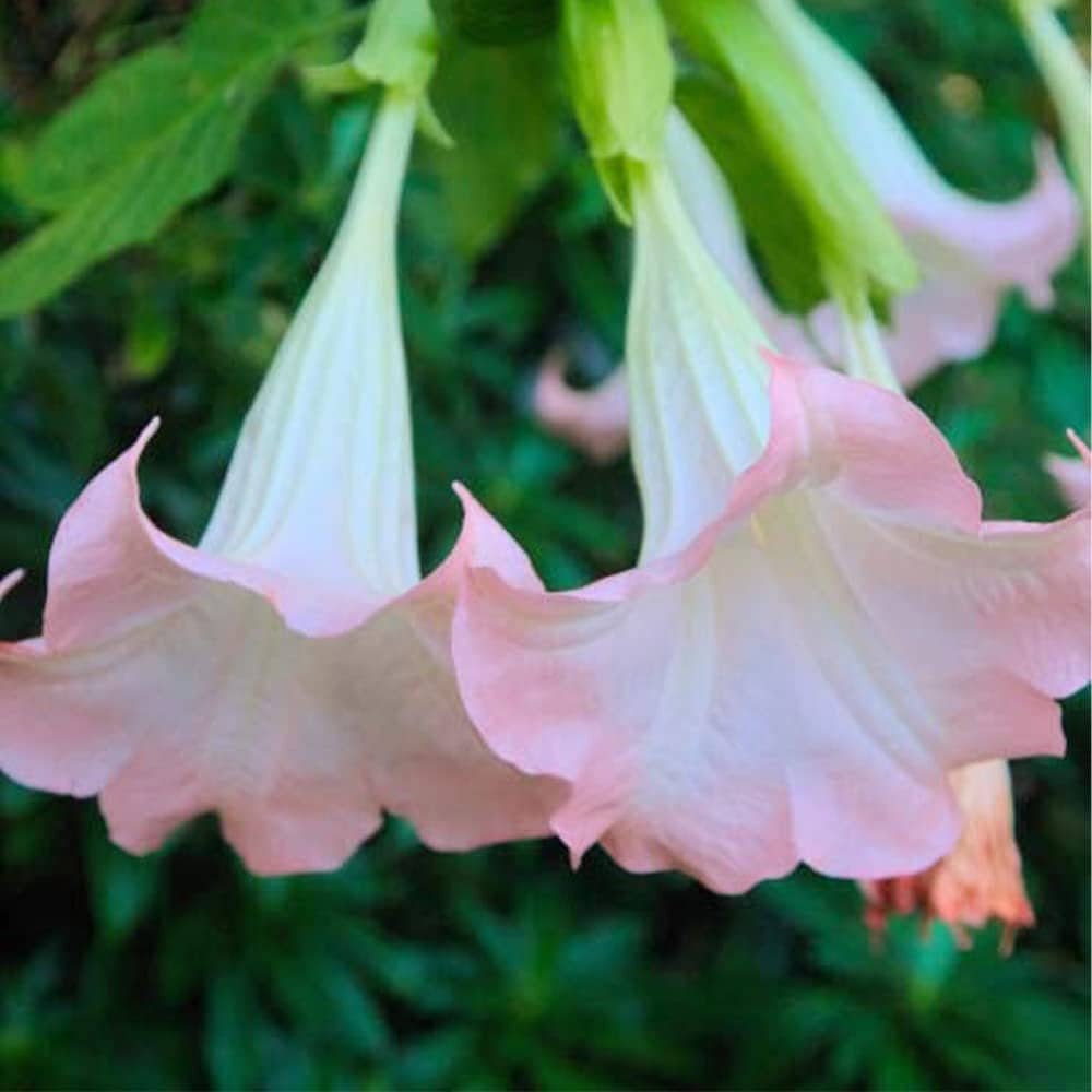 Close-up of pink angel trumpet flowers with green leaves in the background